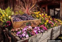 Knott’s Berry Farm’s Boysenberry Festival: A Sweet Return