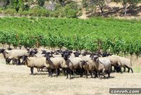 Superior Farms: Discover Our Green Pastures