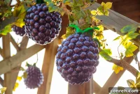 Savor the Boysenberry at Knott’s Berry Farm